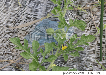 年輕的西瓜 116309919