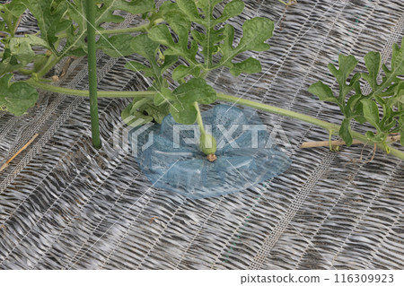 Young watermelon fruit 116309923