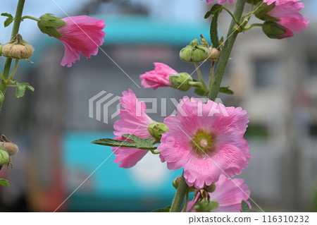 Early summer flowers and the Tokyu Setagaya Line 116310232