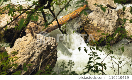 The swift water of a mountain river flows between rocks in the forest, while a fallen log and leaves frame the scene. View from a hiking trail. The swift water of a mountain river flows between rocks in the forest, while a fallen log and leaves frame the scene. View from a hiking trail. 116310419