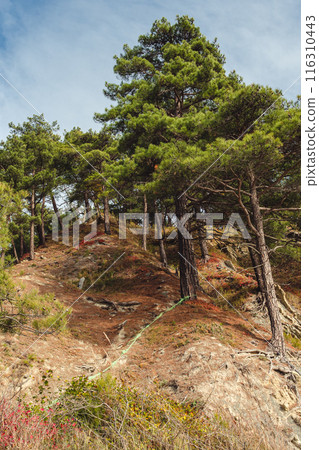 Tall pine trees stand on a rocky hillside under a clear blue sky with wispy clouds. The scene captures the rugged beauty of nature. Tall pine trees stand on a rocky hillside under a clear blue sky with wispy clouds. The scene captures the rugged beauty of nature. 116310443