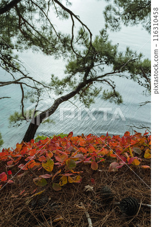 A scenic view of the ocean from a cliff, framed by a tree with branches extending over the water. The foreground features vibrant red and orange leaves on ground, along with pine cones and needles. A scenic view of the ocean from a cliff, framed by a tree with branches extending over the water. The foreground features vibrant red and orange leaves on ground, along with pine cones and needles. 116310458