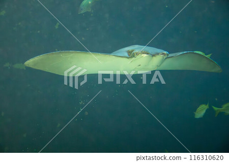 Elegant swimming 116310620