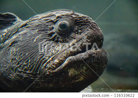 Wolffish Face Wolffish Face 116310622