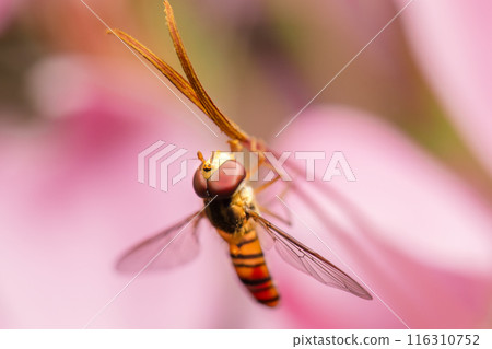 Marmalade Hoverfly Marmalade Hoverfly 116310752