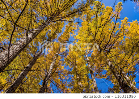Spectacular views of Kamikochi [Autumn 2023] Vivid larch forest 116311080