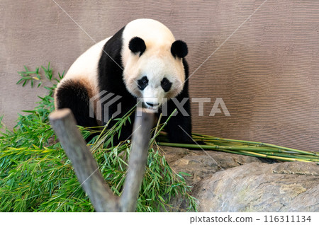 Pandas are everyone's idols Pandas are everyone's idols 116311134