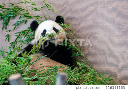 Pandas are everyone's idols Pandas are everyone's idols 116311163