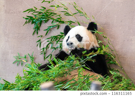 Pandas are everyone's idols Pandas are everyone's idols 116311165