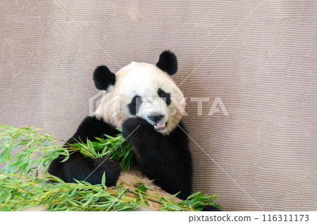 Pandas are everyone's idols 116311173