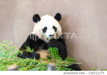 熊貓是大家的偶像 熊貓是大家的偶像 116311175