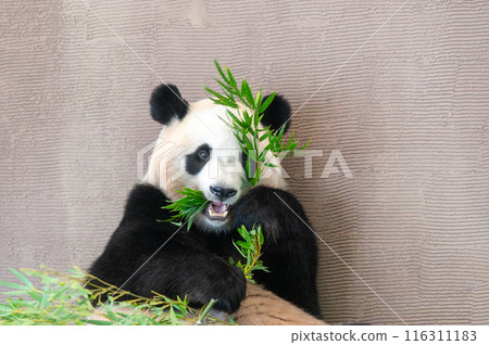 熊貓是大家的偶像 熊貓是大家的偶像 116311183