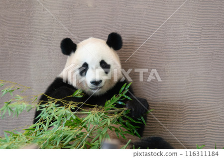 熊貓是大家的偶像 熊貓是大家的偶像 116311184