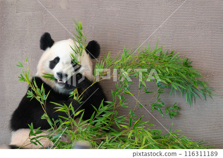 Pandas are everyone's idols 116311189