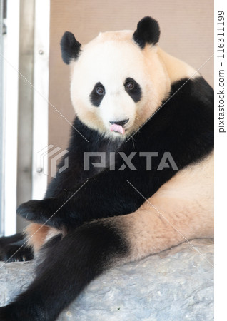 Pandas are everyone's idols Pandas are everyone's idols 116311199