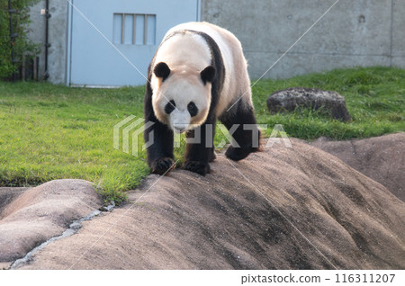 熊貓是大家的偶像 熊貓是大家的偶像 116311207