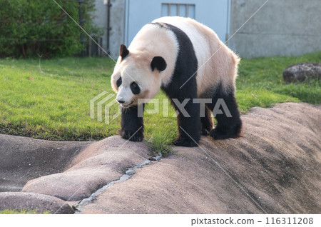 Pandas are everyone's idols 116311208