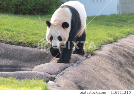 Pandas are everyone's idols 116311210