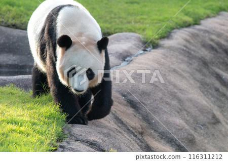 Pandas are everyone's idols Pandas are everyone's idols 116311212
