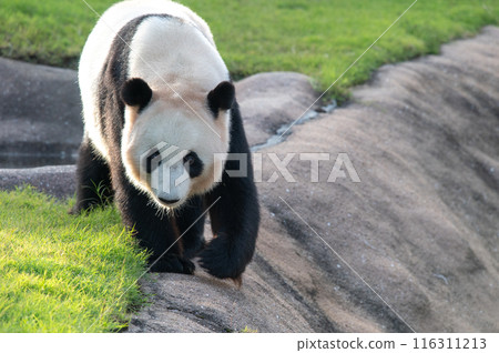 Pandas are everyone's idols 116311213