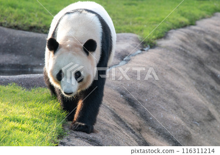 Pandas are everyone's idols Pandas are everyone's idols 116311214