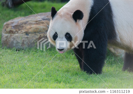 Pandas are everyone's idols Pandas are everyone's idols 116311219