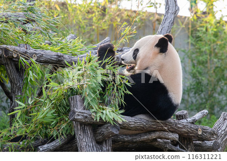 熊貓是大家的偶像 熊貓是大家的偶像 116311221
