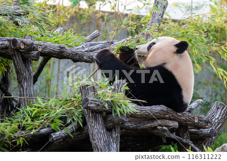 熊貓是大家的偶像 熊貓是大家的偶像 116311222