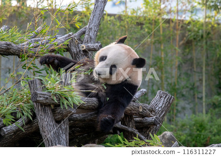 Pandas are everyone's idols 116311227