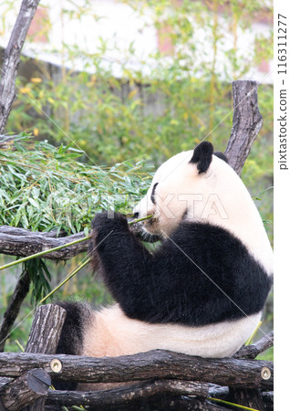 Pandas are everyone's idols 116311277