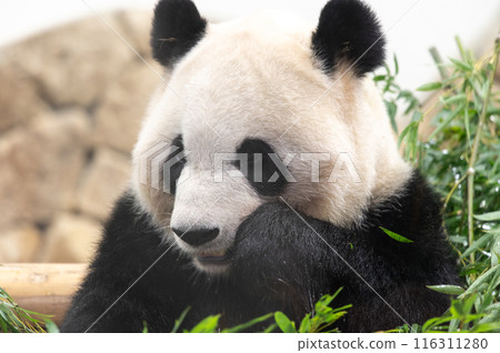 Pandas are everyone's idols 116311280