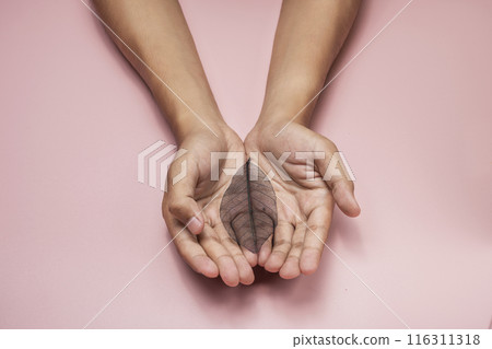 A human hand showing a colored dry leaf on his palm 116311318
