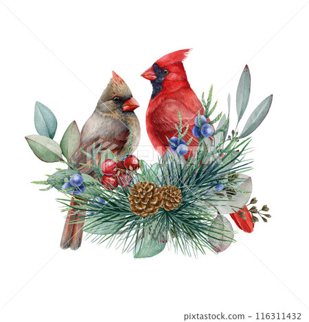 Red cardinal birds with winter floral decor. Watercolor illustration. Hand drawn two cardinal birds with pine branches, eucalyptus and juniper. Christmas time festive floral decor on white background 116311432