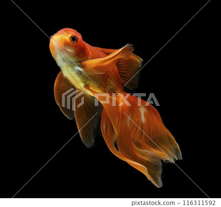 goldfish isolated on a dark black background. different colorful Carassius auratus in the aquarium goldfish isolated on a dark black background. different colorful Carassius auratus in the aquarium 116311592