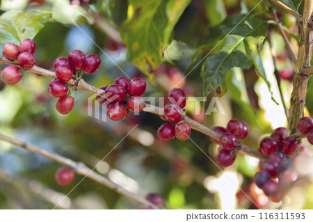 coffee berries by agriculture. Coffee beans ripening on the tree in North of Thailand 116311593