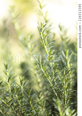 Fresh Rosemary Herb grow outdoor. Rosemary leaves Close-up. 116311595