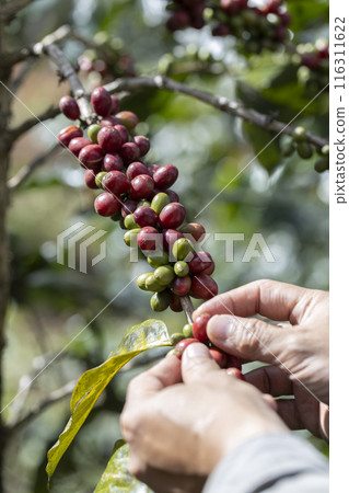 harvesting coffee berries by agriculture. Coffee beans ripening on the tree in North of Thailand harvesting coffee berries by agriculture. Coffee beans ripening on the tree in North of Thailand 116311622