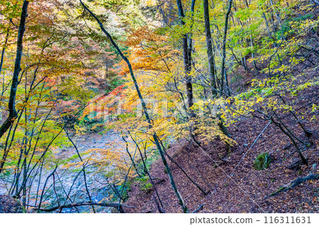 山梨西澤溪谷的秋葉 116311631