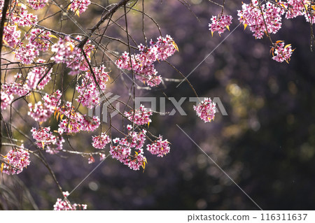 Wild Himalayan Cherry (Prunus cerasoides) or thai sakura flower 116311637