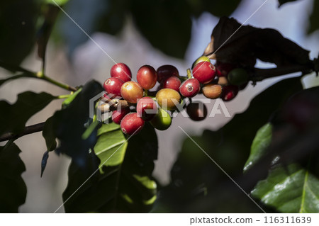 coffee berries by agriculture. Coffee beans ripening on the tree in North of Thailand coffee berries by agriculture. Coffee beans ripening on the tree in North of Thailand 116311639