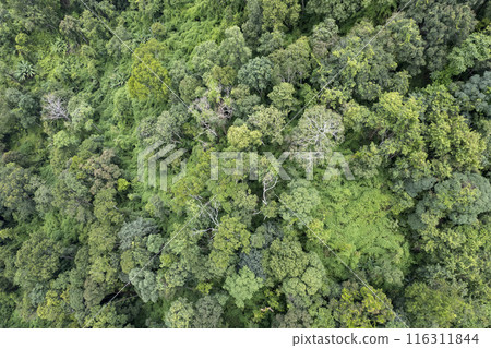 Landscape of Morning Mist with Mountain Layer at north of Thailand. mountain ridge and clouds in rural jungle bush forest 116311844