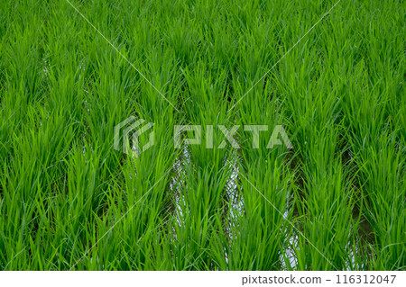 Vivid green rice fields during the rainy season 116312047