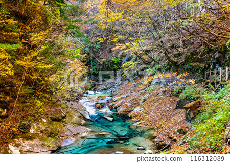 Yamanashi: The clear stream of Nishizawa Valley dyed in autumn leaves 116312089