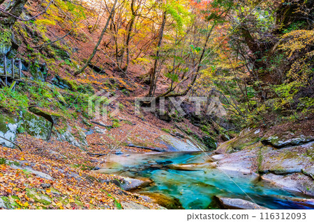 Yamanashi: The clear stream of Nishizawa Valley dyed in autumn leaves 116312093