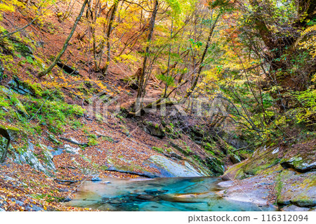 Yamanashi: The clear stream of Nishizawa Valley dyed in autumn leaves 116312094