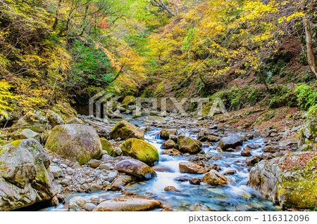 Yamanashi: The clear stream of Nishizawa Valley dyed in autumn leaves 116312096