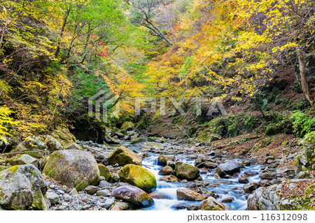Yamanashi: The clear stream of Nishizawa Valley dyed in autumn leaves 116312098