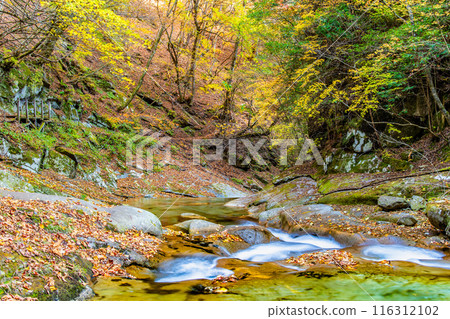 Yamanashi: The clear stream of Nishizawa Valley dyed in autumn leaves Yamanashi: The clear stream of Nishizawa Valley dyed in autumn leaves 116312102