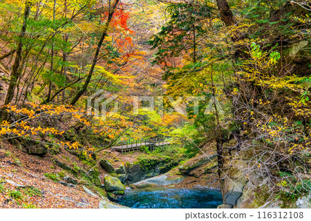 Yamanashi: The clear stream of Nishizawa Valley dyed in autumn leaves 116312108