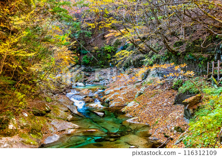 Yamanashi: The clear stream of Nishizawa Valley dyed in autumn leaves Yamanashi: The clear stream of Nishizawa Valley dyed in autumn leaves 116312109